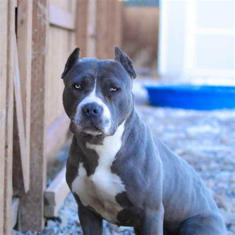 ATL King Pits feels that the new standard of extreme bully pitbulls has strayed too far away from the true nature of this breed. . Blue nose pitbull for sale